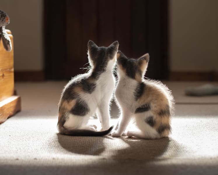 About 40 cat fosterers approved under new pilot scheme as rescuers weigh benefits, restrictions