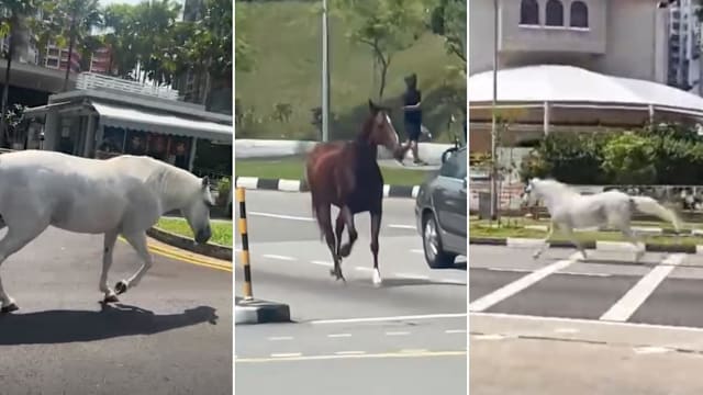 两骏马逃出马厩 白沙公园Gallop Stable：已安全返回