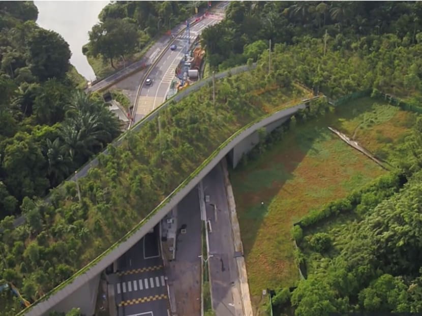 The Big Read: Saving Singapore’s endangered species, one 'animal bridge' at a time The Big Read: Saving Singapore’s endangered species, one 'animal bridge' at a time