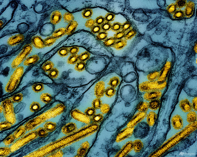 New Zealand confirms first H5N1 bird flu case in native bird
