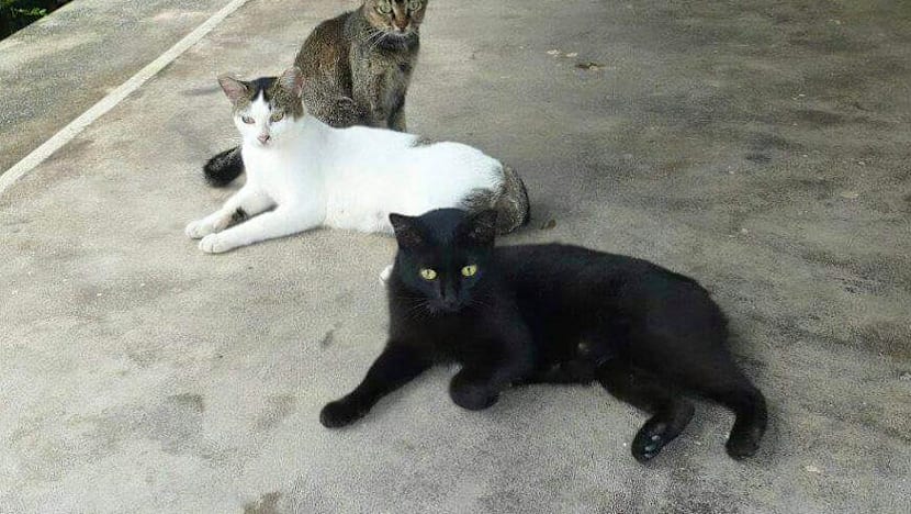 SPCA to roll out stray cat sterilisation programme