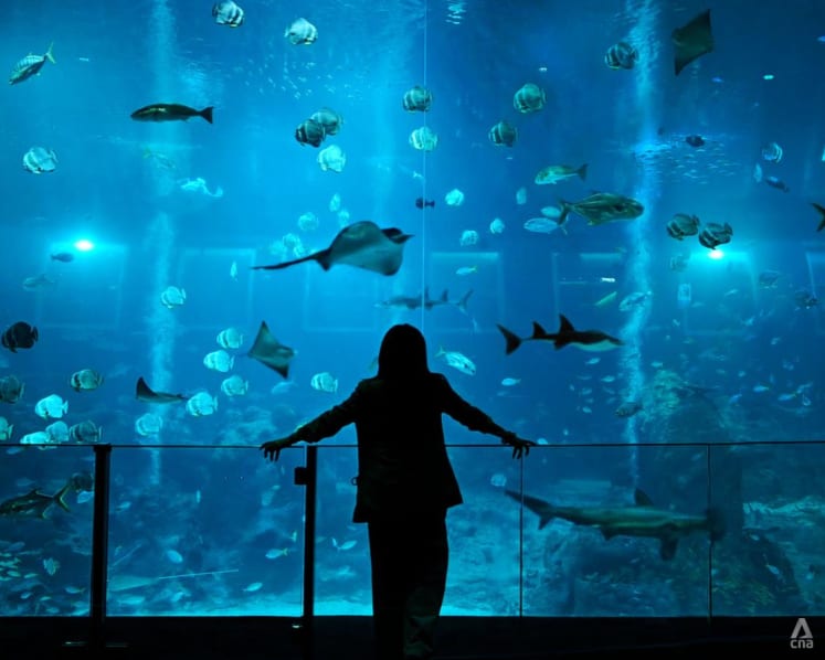 First look: The new Singapore Oceanarium, formerly SEA Aquarium, features 22 zones and over 40,000 marine animals