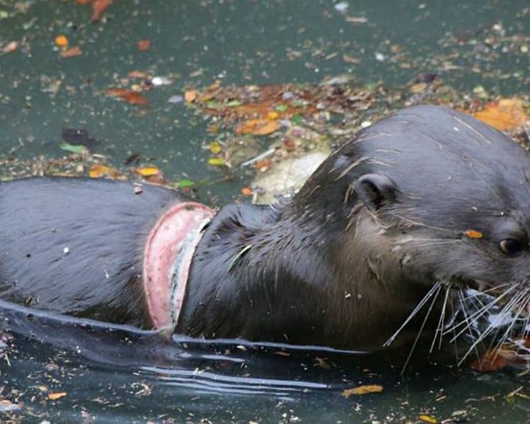 Acres and otter watchers looking into rescue of injured otter 