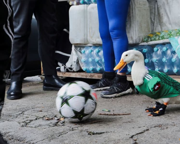 Merlin the duck: From Mexico City streets to World Cup stardom