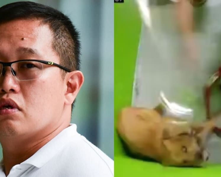 Dog handler charged with beating dog cruelly at K9 Connection training centre