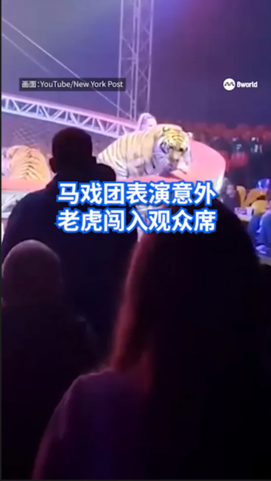 马戏团表演意外 老虎闯入观众席