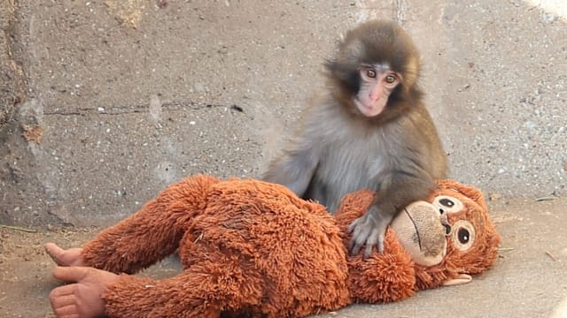 被母弃养日本小猴紧抱玩偶 网民：心酸又可爱