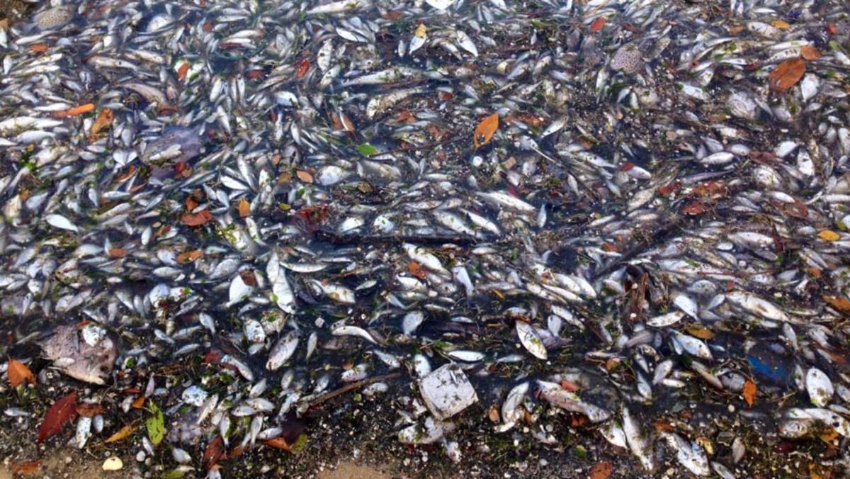 Worry about marine life mounts as more fish die - CNA