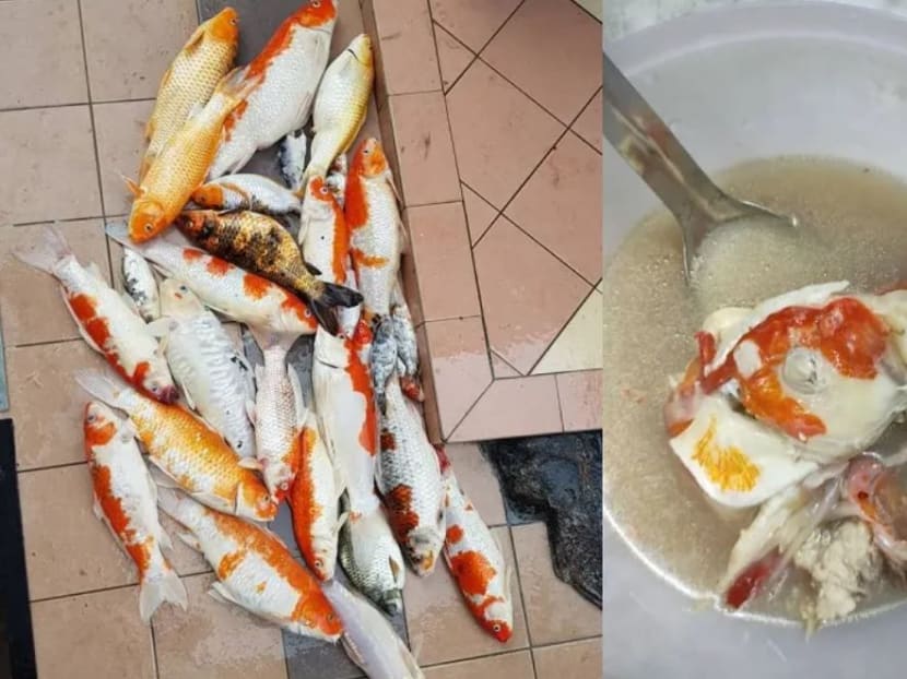 According to one of Ms Amanda Omeychua’s comments, the fishes died of suffocation after her domestic helper forgot to turn on the oxygen pump in their pond.