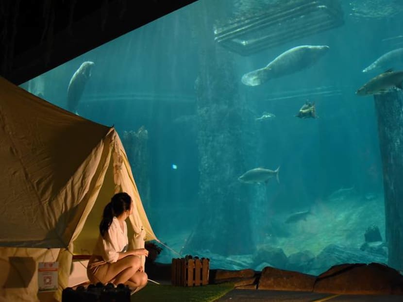 Glamping with manatees: What it's like to sleep over with the aquatic giants Glamping with manatees: What it's like to sleep over with the aquatic giants