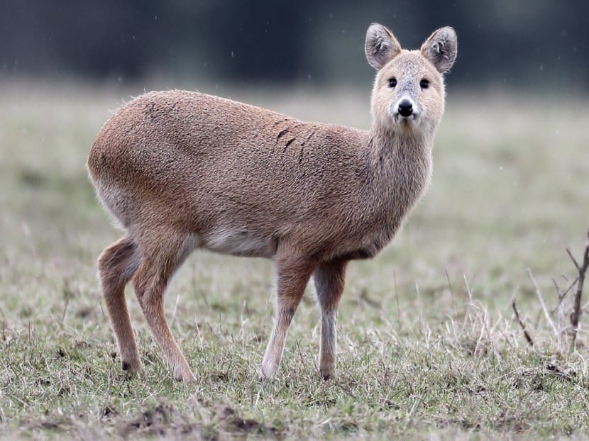 A Chinese water deer in Bedfordshire, England. The species of small deer has become an unlikely focus of the campaign against trophy hunting in the UK.