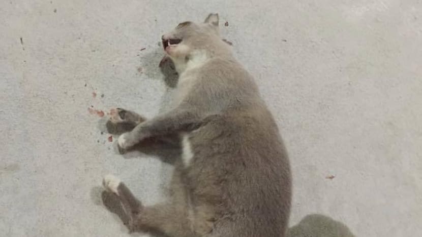 Man charged with abusing, killing cat in Tampines