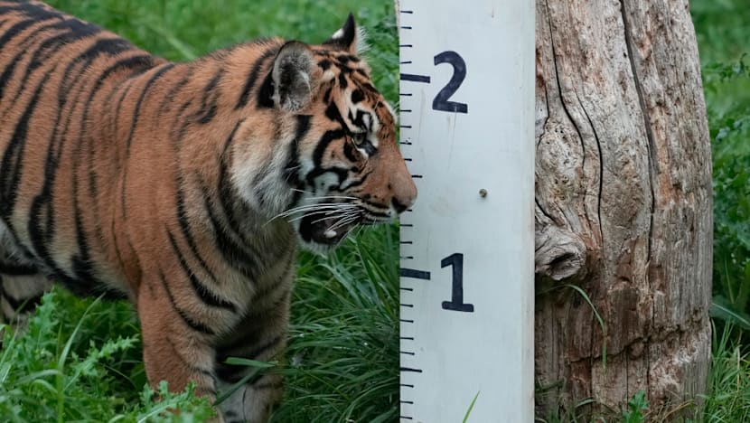Man dies after tiger attack at UK zoo: police