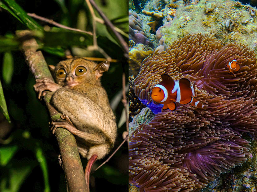 Snorkel, island-hop and spot tarsiers in Belitung, one of Indonesia’s best-kept island secrets