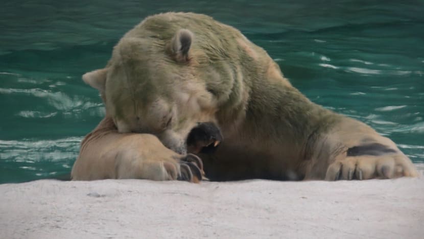 Inuka, Singapore’s last polar bear, put to sleep on 'humane grounds'