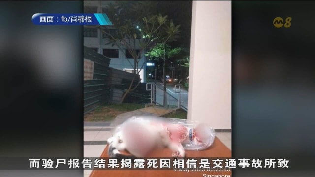 国家公园局：义顺猫KingKong疑死于车祸 排除人为虐待