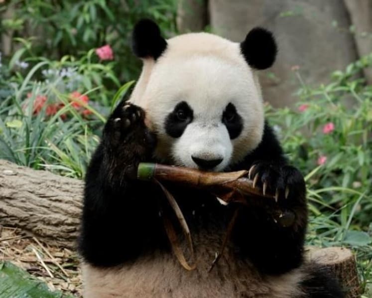 Giant panda cub Le Le to be returned to China in December, last day at River Wonders exhibit on Nov 20