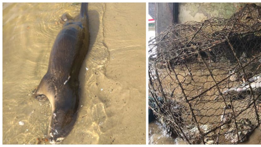 Two otters found dead at Changi Beach