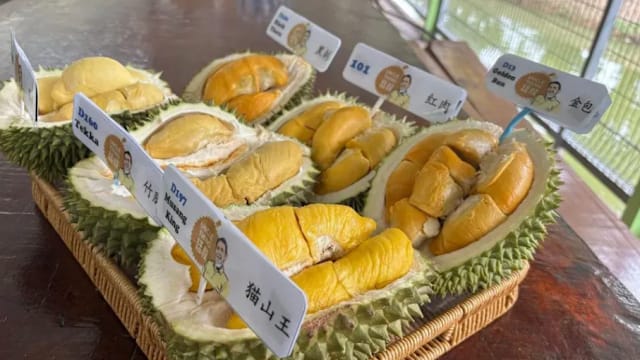 中国客偏爱“苦味” 马国猫山王榴梿走红