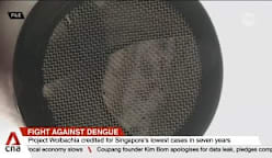 Dengue cases plunge to 7-year low  