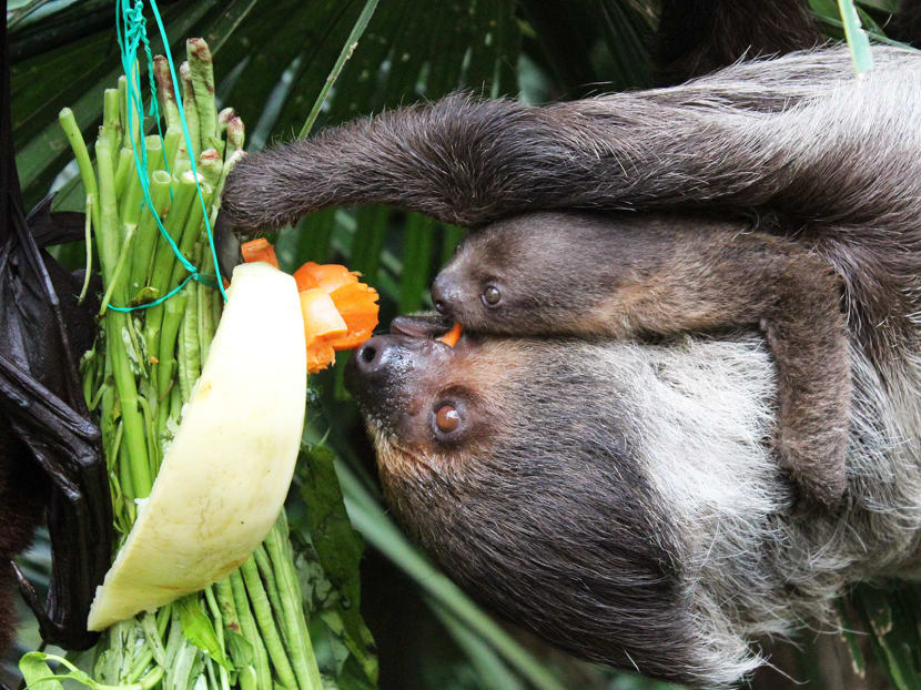 Asia’s first giant river otter baby born at River Safari