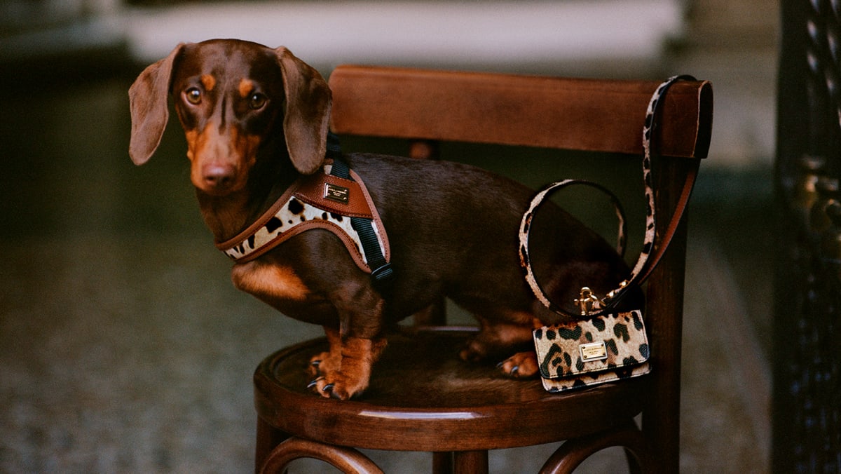 Louis vuitton pet accessories clearance