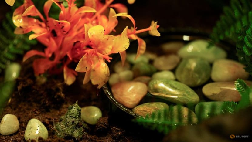 Chile takes new steps to save endangered Darwin's frog
