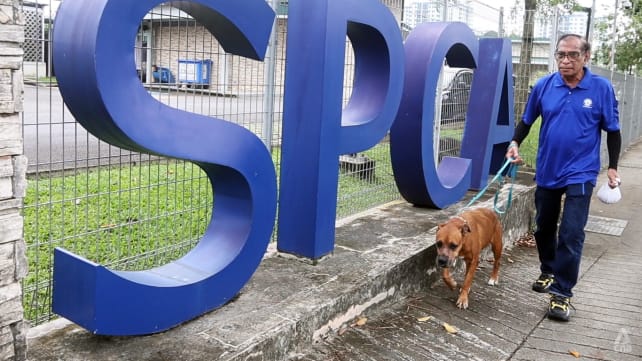 Love them, but not too much: SPCA's longest-serving employee on coping with the ups and downs of handling animals for 46 years