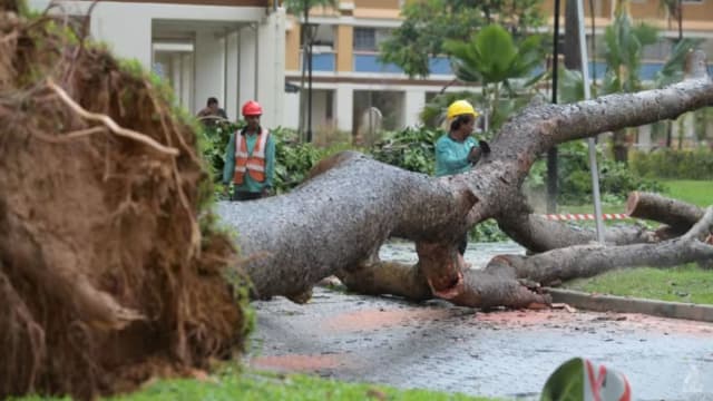 全岛多地下滂沱大雨 淡滨尼大树遭连根拔起