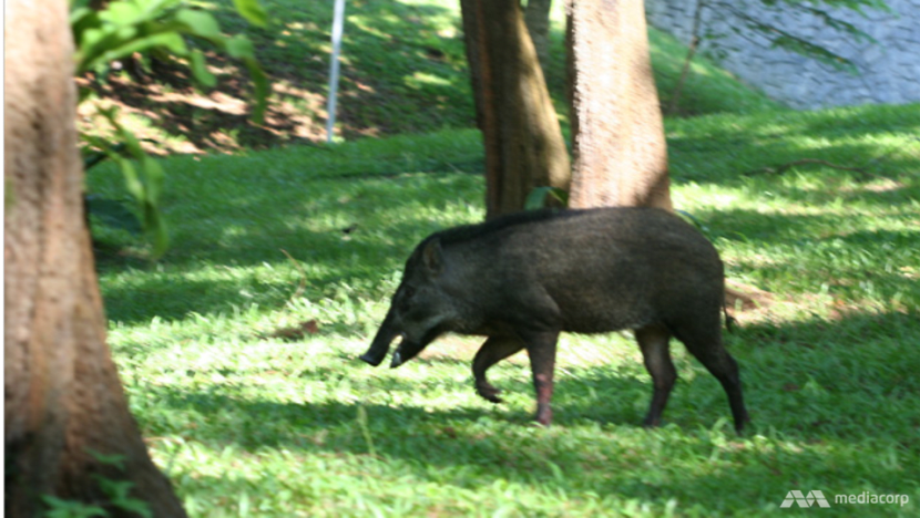 17 more cases of African swine fever found in wild boars in Singapore 17 more cases of African swine fever found in wild boars in Singapore