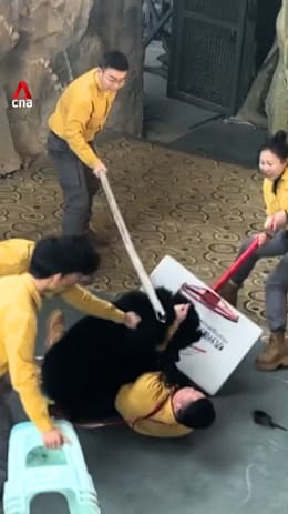 Bear attacks keeper during stage show in China