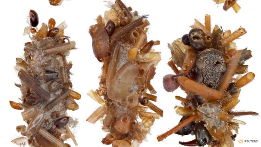Hawaii's 'bone collector' caterpillar wears the body parts of dead prey Hawaii's 'bone collector' caterpillar wears the body parts of dead prey