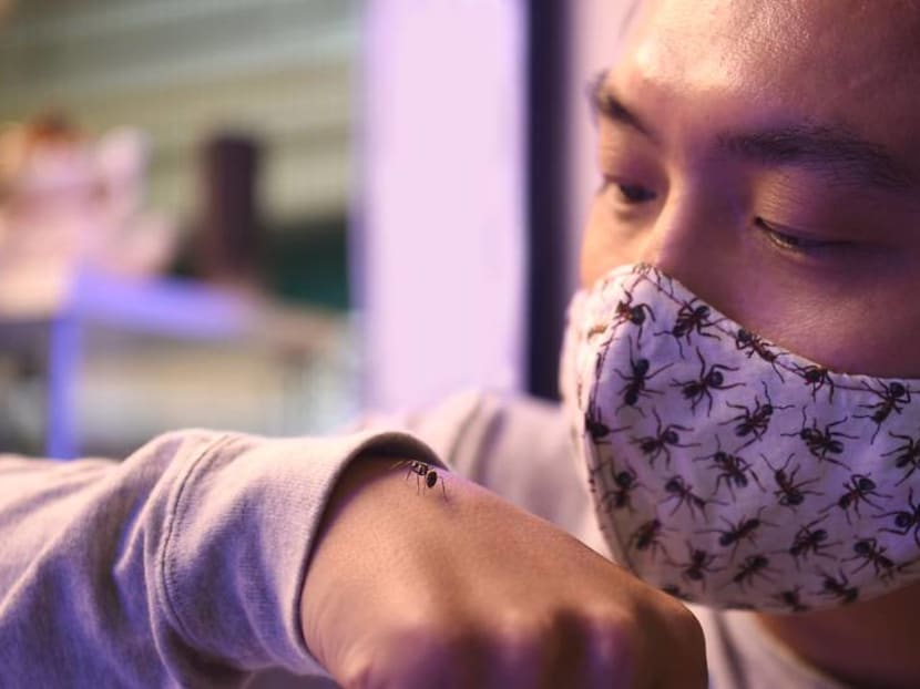 ‘It started from a hobby’: Meet the ant collector who left his job to open an ant shop