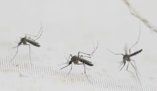 ஆண்கொசுக்களை வைத்துப் பெண்கொசுக்களை ஒழிக்கும் ‘Wolbachia’ - 10 ஆண்டுகள்!