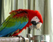 More than 800 feedback cases a year lodged with NParks over pet parrots as popularity grows in Singapore