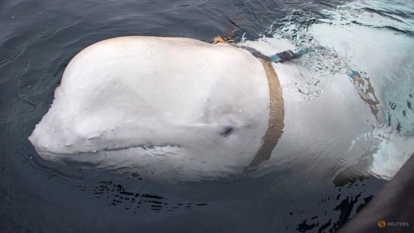 Death of 'Russian spy' whale Hvaldimir not caused by humans, say Norway police Death of 'Russian spy' whale Hvaldimir not caused by humans, say Norway police