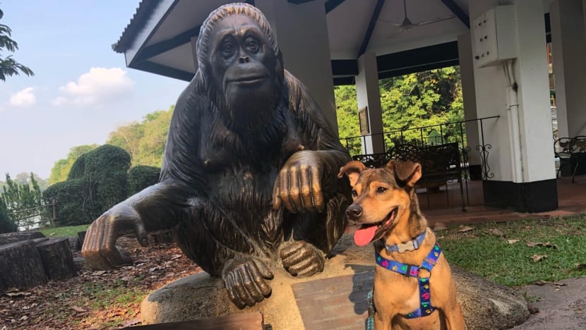 Singapore Zoo and SPCA join hands to help shelter dogs find new homes through Animal Friends Show
