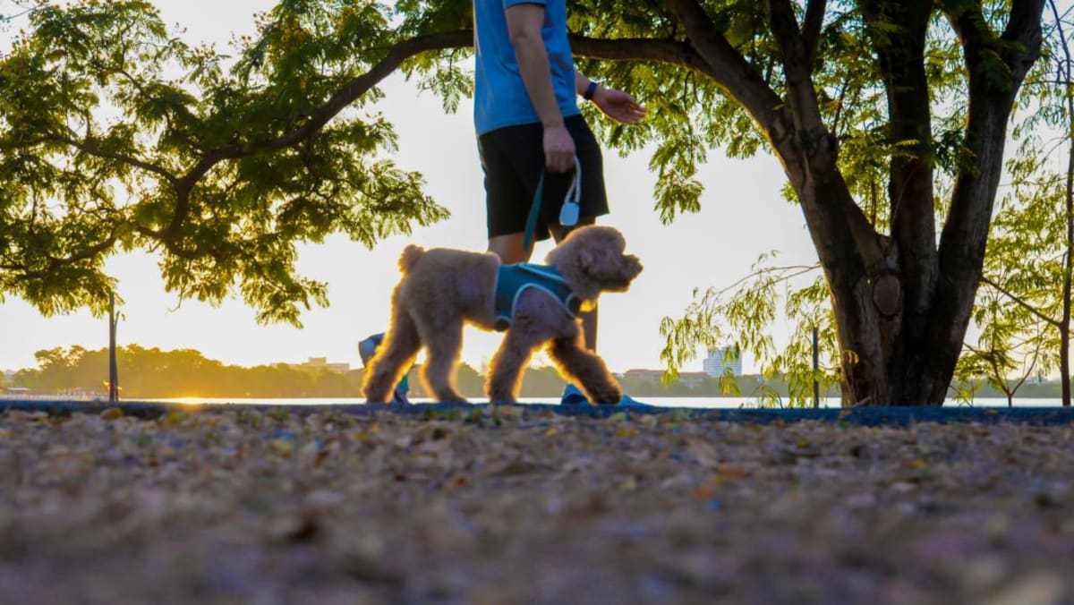 Why Everyone’s Talking About Japanese Walking and How It Can Transform Your Health