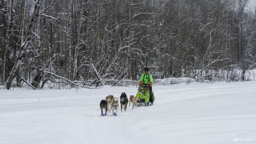 PETA calls for end to race after dogs die on 160km Iditarod in Alaska PETA calls for end to race after dogs die on 160km Iditarod in Alaska