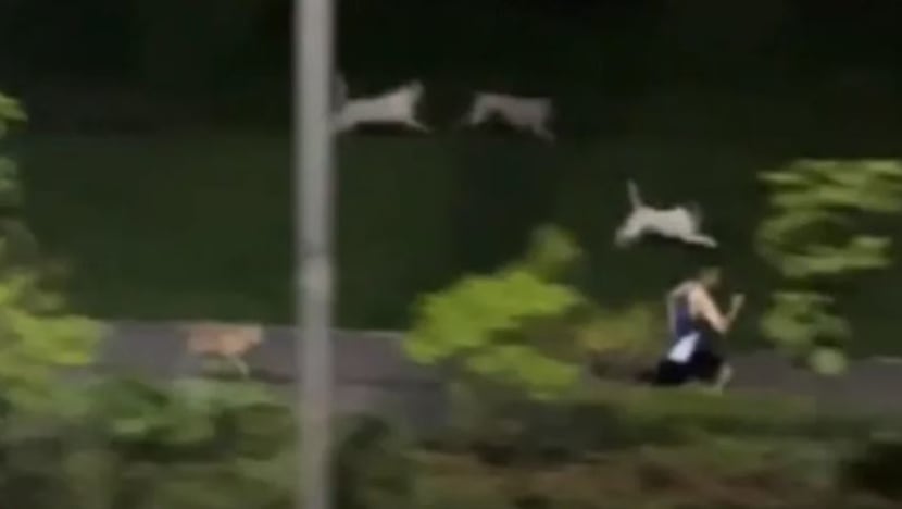 Anjing liar dilihat kejar lelaki berlari-lari anak di Pasir Ris akan ditangkap dan dikembiri: AVS