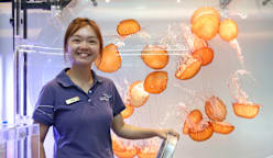 Meet the 'mother' of sea jellies at Singapore Oceanarium