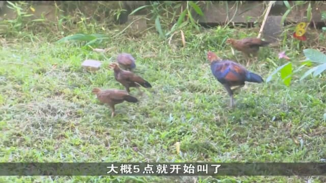 组屋区每天鸡啼声扰人清梦 公园局：过去两年接逾千起投诉