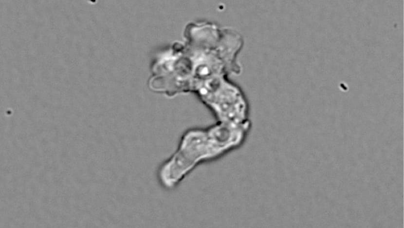 Tenacious hot springs amoeba sets heat-tolerance record