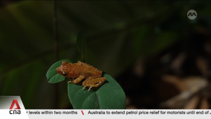 NParks launches first e-publication detailing Pulau Ubin's biodiversity 