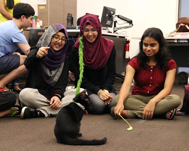 NUS students find a pawsome way to destress
