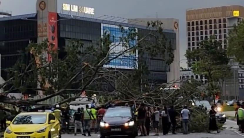3 taken to hospital after fallen tree crushes pickup truck on Ophir Road near Sim Lim Square