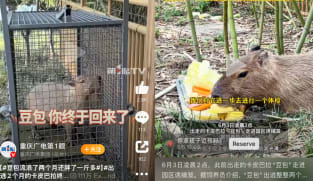 Return of Doubao: Chinese netizens rejoice at return of fugitive capybara