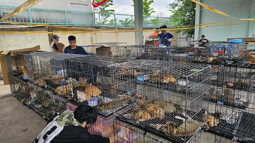 Vietnam Police Rescue Hundreds of Cats, Bust Major Animal Theft Ring