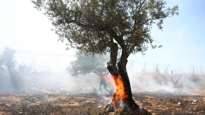400 pokok zaitun dibakar di Tebing Barat; rumah penduduk Palestin turut diserang