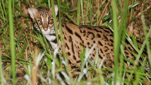樟宜豹猫将迁往新栖息地  本地豹猫数量估计不足50只